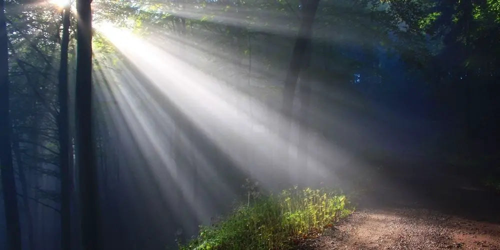 Sunlight streaming through trees in a forest