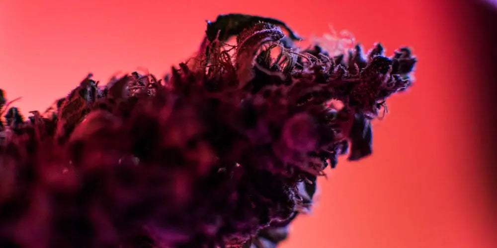 Close-up of cannabis flower against a red background