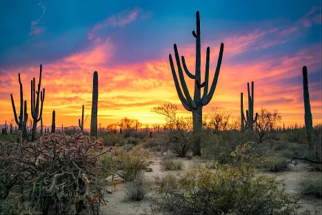 Desert landscape with cacti at sunset