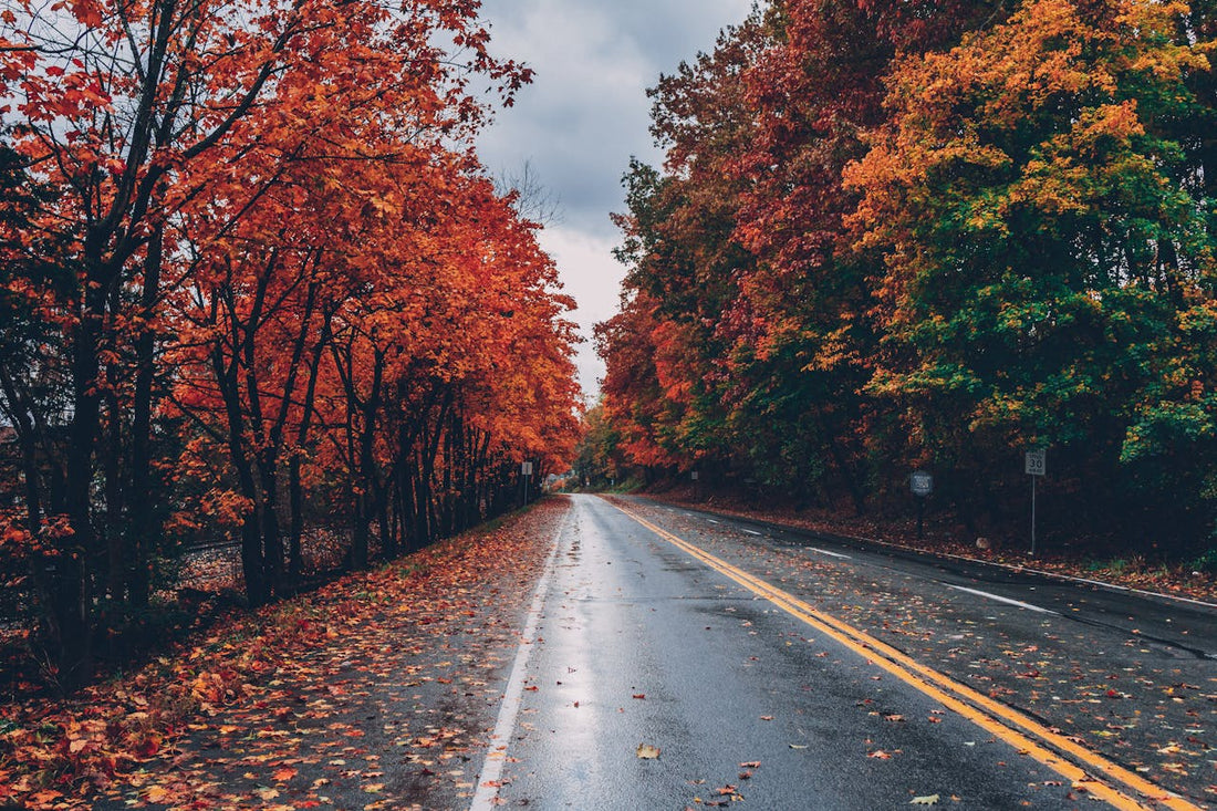 A scenic road surrounded by trees with autumn foliage.