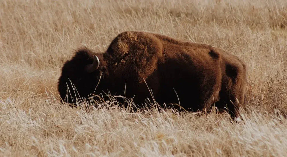 A bison grazing in a field of tall grass.
