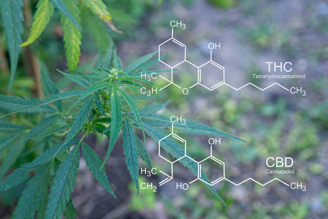 Cannabis plant with chemical structures for THC and CBD