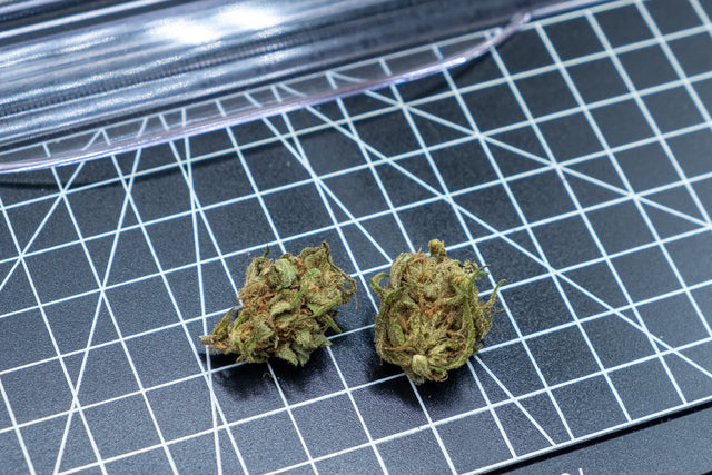 Two cannabis buds on a grid background