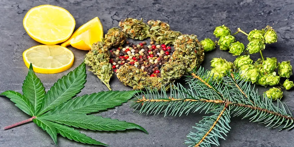 A display of cannabis leaves, hops, lemon slices, and spices on a dark surface.