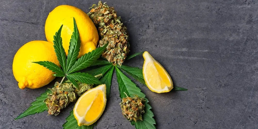 Lemons, cannabis buds, and lemon slices on a dark surface