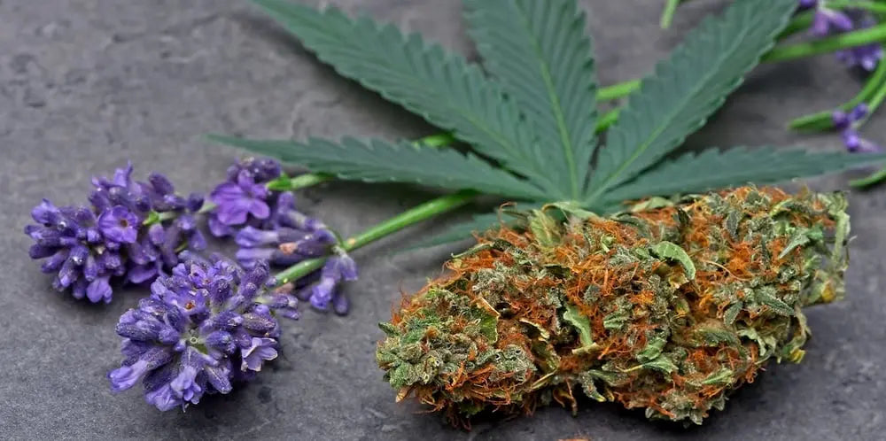 A cannabis bud next to lavender flowers and a cannabis leaf, illustrating linalool's sources.