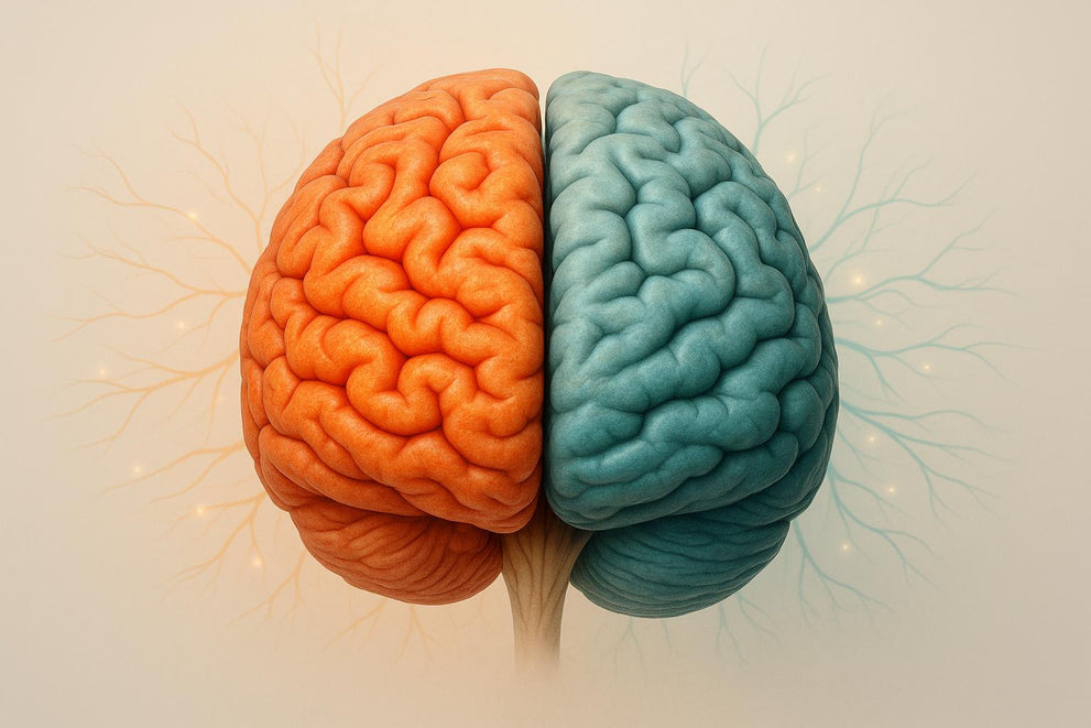 THC vs. CBD: Effects on Brain Stress Pathways