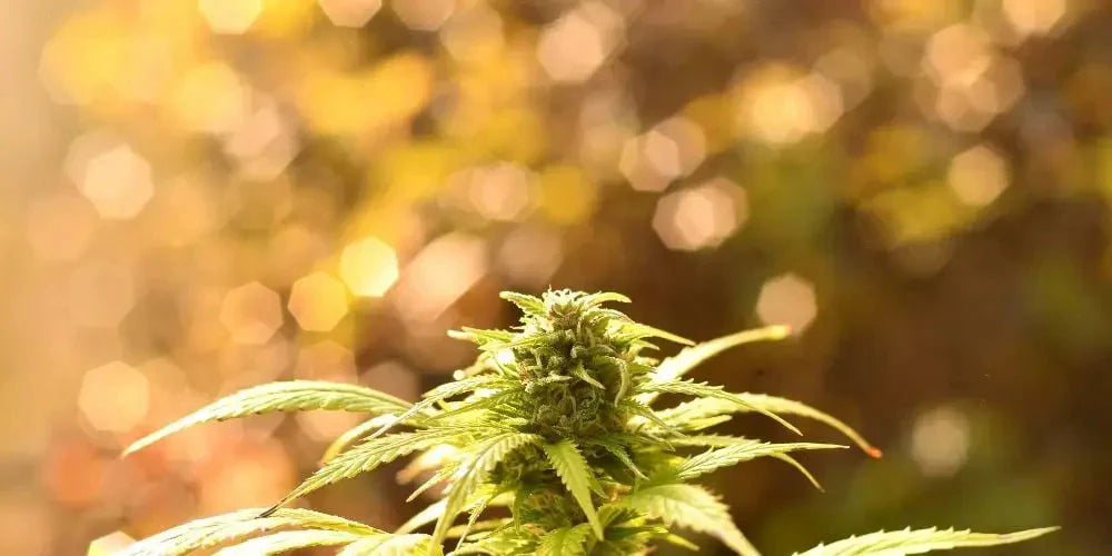 Close-up of cannabis plant with blurred background