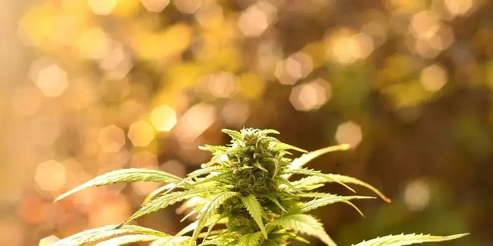 Close-up of cannabis plant with blurred background