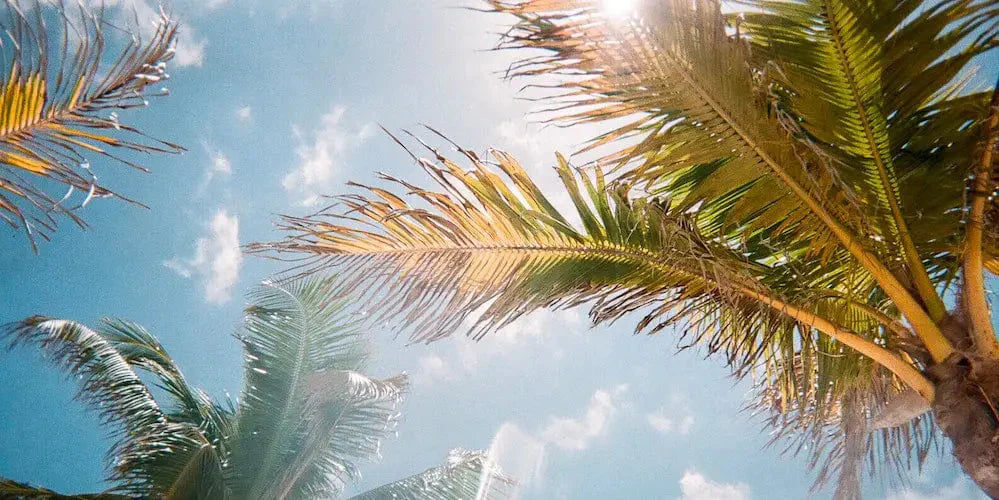Palm trees against a blue sky with sunlight