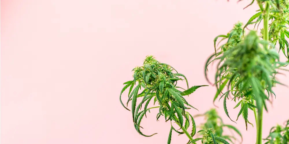 Close-up of a cannabis plant against a pink background