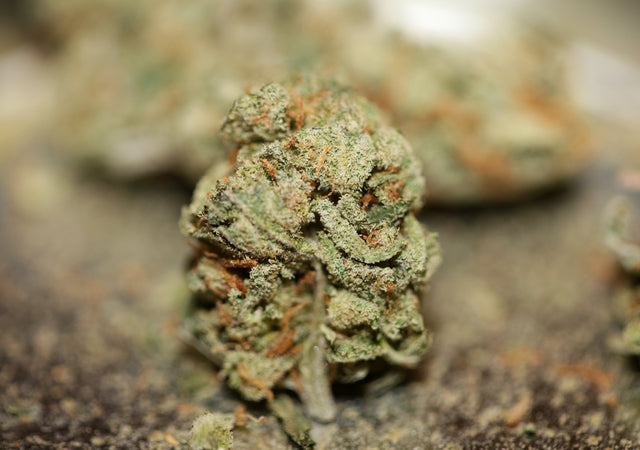 Close-up of cannabis flower, relevant to THCP discussion.