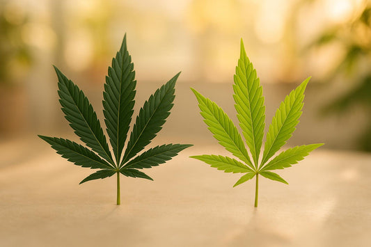Delta-9 THC vs Delta-8 THC: Which Boosts Mood Better?