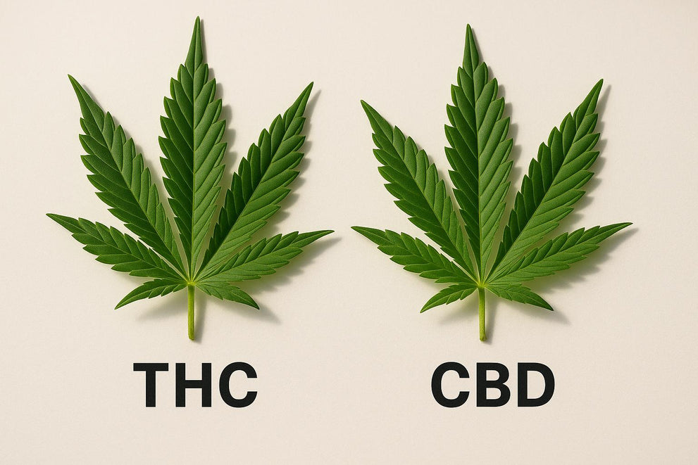 THC vs CBD Effects Comparison Guide