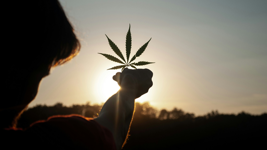 Holding Up A Cannabis Leaf  To The Rising Sun And Wondering About Its Potential Compounds of THCA vs Delta 8 THCA.
