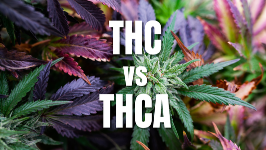 THC vs THCA