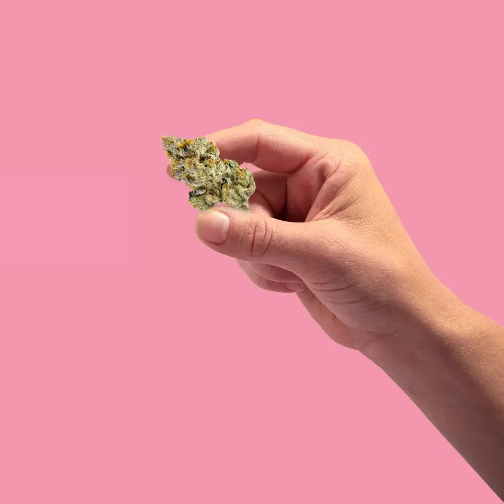 Lemon Cherry Gelato