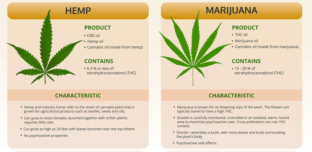 Hemp vs. Marijuana: What’s the Difference?